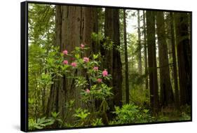 Redwood Trees and Rhododendron Flowers in a Forest, Del Norte Coast Redwoods State Park-null-Framed Stretched Canvas