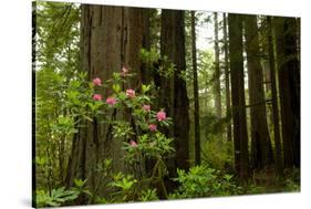 Redwood Trees and Rhododendron Flowers in a Forest, Del Norte Coast Redwoods State Park-null-Stretched Canvas