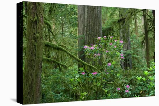 Redwood Trees and Rhododendron Flowers in a Forest, Jedediah Smith Redwoods State Park-null-Stretched Canvas