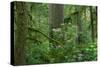 Redwood Trees and Rhododendron Flowers in a Forest, Jedediah Smith Redwoods State Park-null-Stretched Canvas