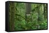 Redwood Trees and Rhododendron Flowers in a Forest, Jedediah Smith Redwoods State Park-null-Framed Stretched Canvas