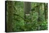 Redwood Trees and Rhododendron Flowers in a Forest, Jedediah Smith Redwoods State Park-null-Stretched Canvas