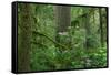 Redwood Trees and Rhododendron Flowers in a Forest, Jedediah Smith Redwoods State Park-null-Framed Stretched Canvas