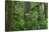 Redwood Trees and Rhododendron Flowers in a Forest, Jedediah Smith Redwoods State Park-null-Stretched Canvas