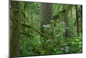 Redwood Trees and Rhododendron Flowers in a Forest, Jedediah Smith Redwoods State Park-null-Mounted Premium Photographic Print