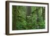 Redwood Trees and Rhododendron Flowers in a Forest, Jedediah Smith Redwoods State Park-null-Framed Photographic Print