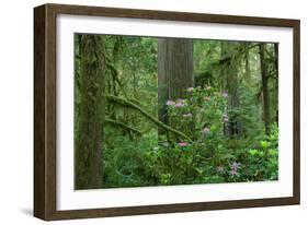 Redwood Trees and Rhododendron Flowers in a Forest, Jedediah Smith Redwoods State Park-null-Framed Photographic Print