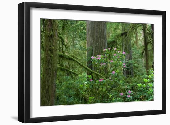 Redwood Trees and Rhododendron Flowers in a Forest, Jedediah Smith Redwoods State Park-null-Framed Photographic Print