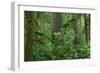 Redwood Trees and Rhododendron Flowers in a Forest, Jedediah Smith Redwoods State Park-null-Framed Photographic Print