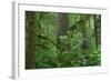 Redwood Trees and Rhododendron Flowers in a Forest, Jedediah Smith Redwoods State Park-null-Framed Photographic Print