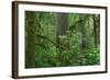 Redwood Trees and Rhododendron Flowers in a Forest, Jedediah Smith Redwoods State Park-null-Framed Photographic Print