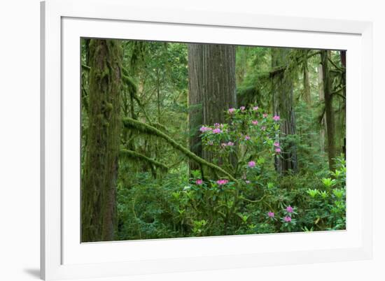 Redwood Trees and Rhododendron Flowers in a Forest, Jedediah Smith Redwoods State Park-null-Framed Photographic Print