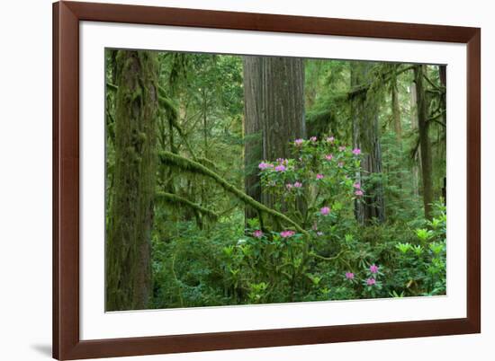 Redwood Trees and Rhododendron Flowers in a Forest, Jedediah Smith Redwoods State Park-null-Framed Photographic Print