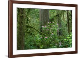 Redwood Trees and Rhododendron Flowers in a Forest, Jedediah Smith Redwoods State Park-null-Framed Photographic Print