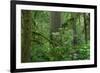 Redwood Trees and Rhododendron Flowers in a Forest, Jedediah Smith Redwoods State Park-null-Framed Photographic Print