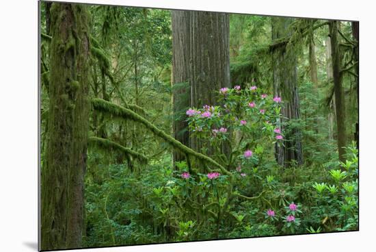 Redwood Trees and Rhododendron Flowers in a Forest, Jedediah Smith Redwoods State Park-null-Mounted Photographic Print