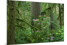 Redwood Trees and Rhododendron Flowers in a Forest, Jedediah Smith Redwoods State Park-null-Mounted Photographic Print