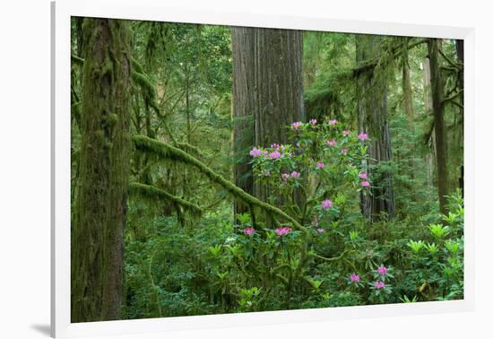 Redwood Trees and Rhododendron Flowers in a Forest, Jedediah Smith Redwoods State Park-null-Framed Photographic Print