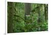 Redwood Trees and Rhododendron Flowers in a Forest, Jedediah Smith Redwoods State Park-null-Framed Photographic Print