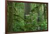 Redwood Trees and Rhododendron Flowers in a Forest, Jedediah Smith Redwoods State Park-null-Framed Photographic Print