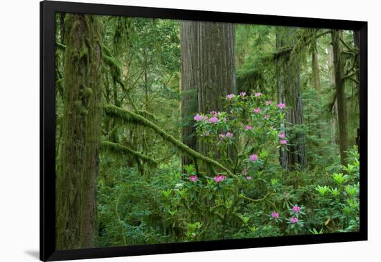 Redwood Trees and Rhododendron Flowers in a Forest, Jedediah Smith Redwoods State Park-null-Framed Photographic Print