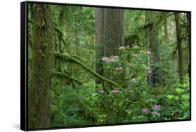 Redwood Trees and Rhododendron Flowers in a Forest, Jedediah Smith Redwoods State Park-null-Framed Stretched Canvas