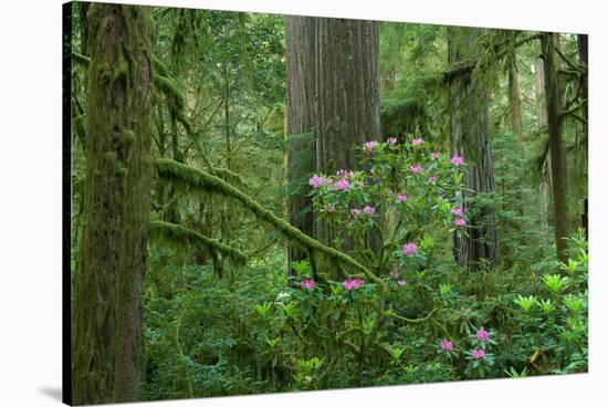 Redwood Trees and Rhododendron Flowers in a Forest, Jedediah Smith Redwoods State Park-null-Stretched Canvas