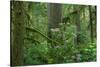 Redwood Trees and Rhododendron Flowers in a Forest, Jedediah Smith Redwoods State Park-null-Stretched Canvas