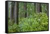 Redwood Trees and Rhododendrons in Forest-Terry Eggers-Framed Stretched Canvas