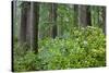 Redwood Trees and Rhododendrons in Forest-Terry Eggers-Stretched Canvas