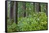 Redwood Trees and Rhododendrons in Forest-Terry Eggers-Framed Stretched Canvas