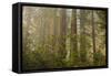 Redwood Trees and Rhododendrons in Forest-Terry Eggers-Framed Stretched Canvas