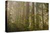 Redwood Trees and Rhododendrons in Forest-Terry Eggers-Stretched Canvas