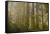 Redwood Trees and Rhododendrons in Forest-Terry Eggers-Framed Stretched Canvas