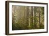 Redwood Trees and Rhododendrons in Forest-Terry Eggers-Framed Photographic Print