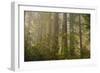 Redwood Trees and Rhododendrons in Forest-Terry Eggers-Framed Photographic Print