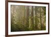 Redwood Trees and Rhododendrons in Forest-Terry Eggers-Framed Photographic Print