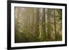 Redwood Trees and Rhododendrons in Forest-Terry Eggers-Framed Photographic Print