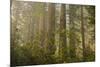 Redwood Trees and Rhododendrons in Forest-Terry Eggers-Mounted Photographic Print