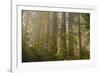 Redwood Trees and Rhododendrons in Forest-Terry Eggers-Framed Photographic Print