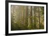 Redwood Trees and Rhododendrons in Forest-Terry Eggers-Framed Photographic Print