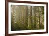 Redwood Trees and Rhododendrons in Forest-Terry Eggers-Framed Photographic Print