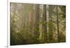 Redwood Trees and Rhododendrons in Forest-Terry Eggers-Framed Photographic Print