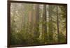 Redwood Trees and Rhododendrons in Forest-Terry Eggers-Framed Photographic Print