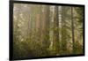 Redwood Trees and Rhododendrons in Forest-Terry Eggers-Framed Photographic Print