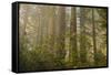 Redwood Trees and Rhododendrons in Forest-Terry Eggers-Framed Stretched Canvas