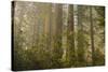 Redwood Trees and Rhododendrons in Forest-Terry Eggers-Stretched Canvas