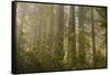 Redwood Trees and Rhododendrons in Forest-Terry Eggers-Framed Stretched Canvas