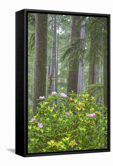 Redwood Trees and Rhododendrons in Forest-Terry Eggers-Framed Stretched Canvas