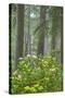 Redwood Trees and Rhododendrons in Forest-Terry Eggers-Stretched Canvas